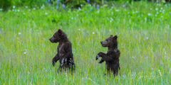 Grizzly Bear cubs standing Photo 299