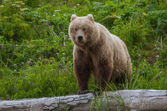 Grizzly Bear Photo 298