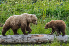 Grizzly Bear Mom and Cub Photo 297