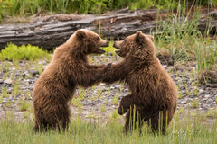 Grizzly Bear Cubs Standing and playingPhoto