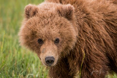 Grizzly Bear Photo 291