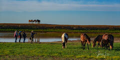 Herds