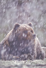 Summer dreams | Yellowstone grizzly  spring snow