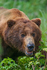 Alaska grizzly in the grass 