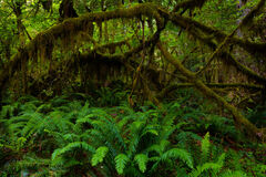 Rainforest ferns