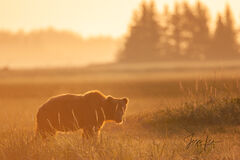Sunrise Grizzly