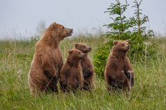 Alert Grizzly Family standing