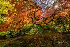 Red Emperor Japanese Maple in Fall