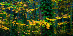 Fall Metamorphosis 