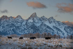 Moose Row | Grand Teton Wintering Moose 