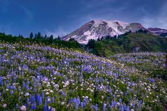 Mount Rainer Photograph Fine Art Print of summer blue flowers and snow capped mountain photo.