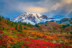 Morning on Mt Rainier before the storm with fall color in the grass and streaking clouds over the snow capped mountain. Fine art wall art photo print.
