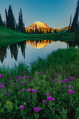 Mount Rainer Photograph Fine Art Print of summer blue color flowers and snow capped mountain photo. Tipso lake