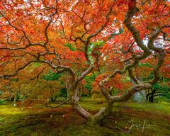 Fames of Fall | Japanese Maple