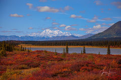 Autumn colors shown engulfing the Denali tundra 