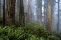 Foggy Rhododendrons and redwoods in the Redwood Forest. | Click For Details