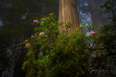 Beautiful Rhododendrons and redwoods in the Redwood Forest.