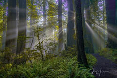 Light beams and Rhododendrons and redwoods in the Redwood Forest.