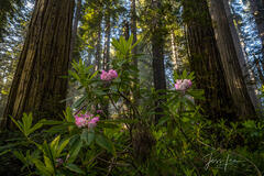 Pink Rhododendrons and redwoods in the Redwood Forest.