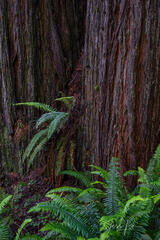  Redwoods and ferns in the Redwood Forest.