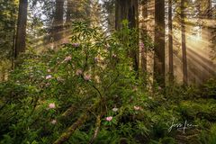 Rhododendron and Redwood Tree light