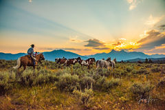 Heading for Sunset | Cowboy herding horses home