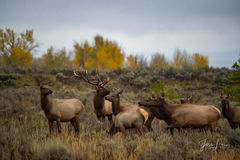 Autumn Elk Forage in the Tetons 