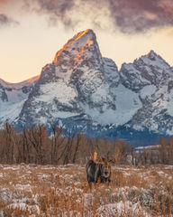 Winter Moose in the Tetons