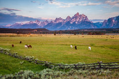 Jackson Hole Horses