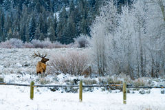 Teton Elk in Winter