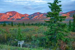 Denali Wolf on the Tundra