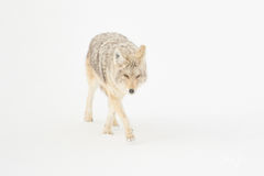 Yellowstone Coyote Photography Print