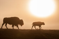 Yellowstone National Park Photography Print of Cow and Calif Bison or Buffalo.