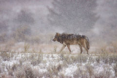 Yellowstone wolf Yellowstone winter wolves in the wild