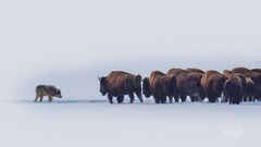 Yellowstone Wolf versus Bison Herd