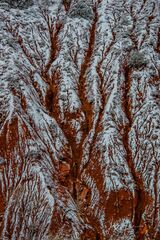 Red Winter Ridges Zion Photo