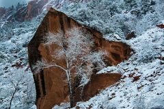 Zions Arrowhead Rock in Winter Photo