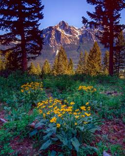Idaho,