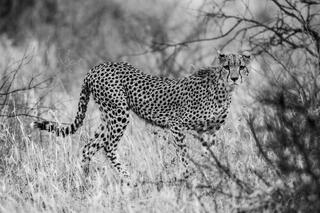 Cheetah Photography Gallery of Fine Art Prints