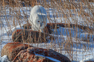 Arctic Fox 4