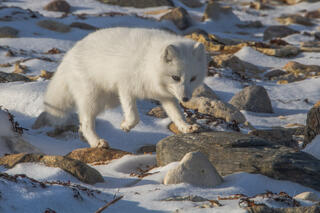 Arctic Fox 6