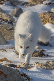 Arctic Fox 7