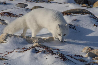 Arctic Fox 8