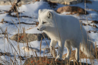 Arctic Fox 10