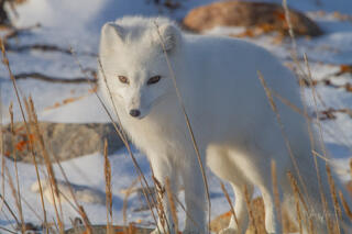 Arctic Fox 11