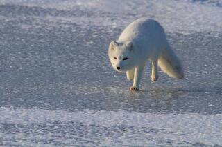 Arctic Fox 13