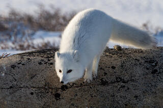 Arctic Fox 14