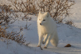 Arctic Fox 15