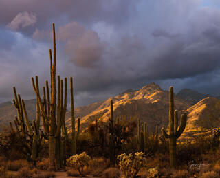 This is a large-format, Fine-Art Photography Print of the Arizona Desert is for sale in Trulife Acrylic, Chromalux Metal, and fine-art paper. 