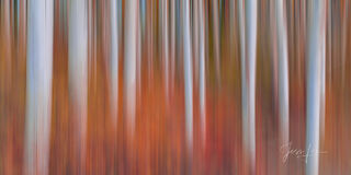 Aspen Trees in a Fall Color Photo Print, Colorado, photo,